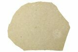 Fossil Spider (Araneae) - Cereste, France #256326-1